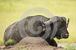 African Buffalo (Syncerus caffer) with Red-billed Oxpecker (Buphagus erythrorhynchus)