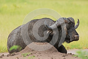 African Buffalo (Syncerus caffer) with Red-billed Oxpecker (Buphagus erythrorhynchus)