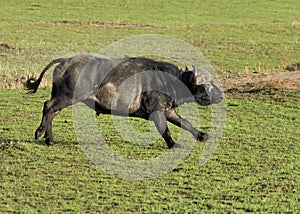 African buffalo Syncerus caffer Running