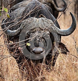 African Buffalo (Syncerus Caffer) in the savannah