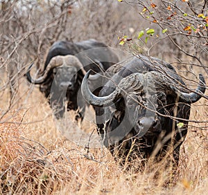 African Buffalo (Syncerus Caffer) in the savannah, Kruger National Park
