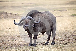 African buffalo (Syncerus caffer)