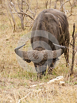 African Buffalo (Syncerus caffer photo