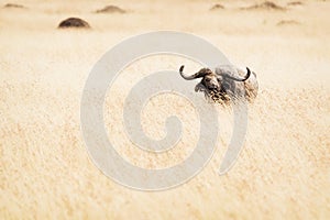African Buffalo in Tall Grass