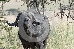 African buffalo in Tanzania