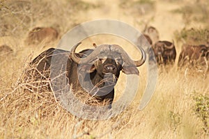 African buffalo Tsavo west national park Kenya East Africa