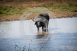 African buffalo in the veld