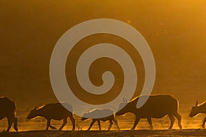 African buffalo walking in a line at sunset