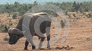 African Buffalo and a Warthog on the savanna