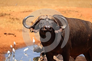 African buffalo at the waterhole.