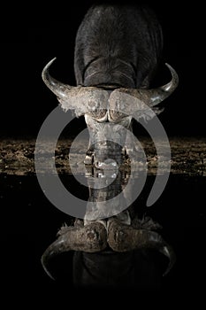 African Buffalo at a waterhole at night