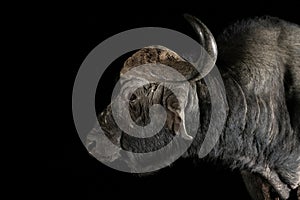 African Buffalo at a waterhole at night