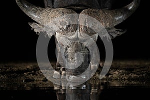 African Buffalo at a waterhole at night