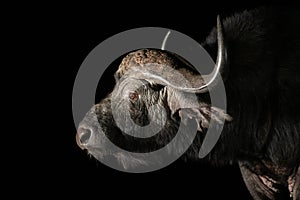 African Buffalo at a waterhole at night