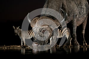 African buffalo at a waterhole at night