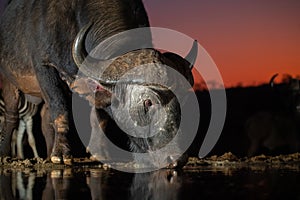 African Buffalo at a waterhole at sunset