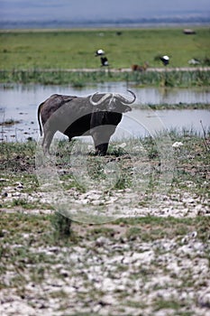 African Buffalo in wetlands of Amboseli National Park in Kenya