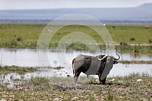 African Buffalo in wetlands of Amboseli National Park in Kenya