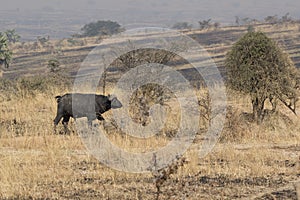 African Buffalo which stands in the shrub savannah in the dry se