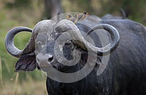 African buffalo with Yellow-Billed Oxpecker in Masai Mara ,Kenya.