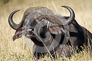 African buffalo in yellow grass, Masai Mara, Kenya