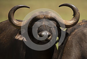 African Buffalo young bull photo
