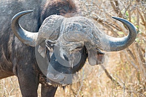 African Buffaloe portrait front view