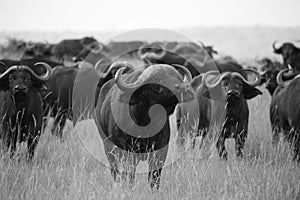 African Buffaloes Approach on the Serengeti