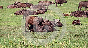 African Buffaloes family ,Tanzania