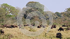 African buffaloes grazing in heat haze, Kruger National Park, South Africa