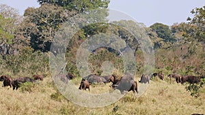 African buffaloes grazing in heat haze, Kruger National Park, South Africa