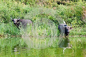 African buffaloes, one with egret on back on shore of Lake Eduard in Queen Elizabeth National Park, Uganda