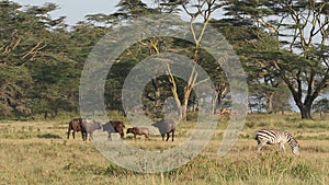 African buffaloes and plains zebras