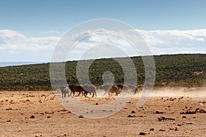 African Buffaloes scrubbing in the sand