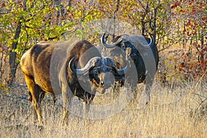 African buffaloes at sunset