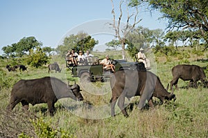 African Buffaloes With Tourists In Background