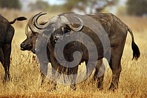 African Buffalos