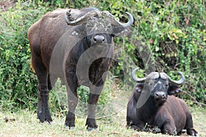 African buffalos, buffalo with mud and twig on forehead, Queen Elizabeth National Park, Uganda photo