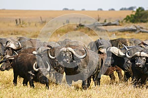 Group of african buffalos Syncerus caffer