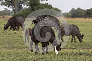 African buffalos with cattle egret in Botswana, Africa