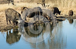 African buffalos drinking water