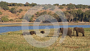 African buffalos and elephants at river in Chobe National Park