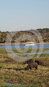 African buffalos grazing at river in Chobe National Park