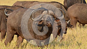 African buffalos