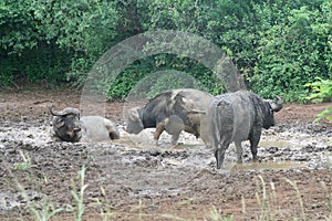 African buffalos in mud bath