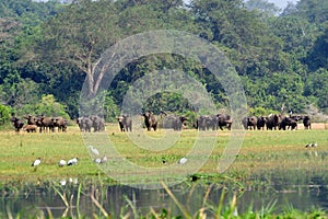 African buffalos, Murchison Falls, Uganda