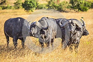 African buffalos next to each other in Masai Mara Safari, Kenya