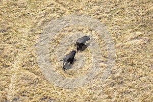 African buffalos in the Okavango Delta from the air in Botswana, Africa