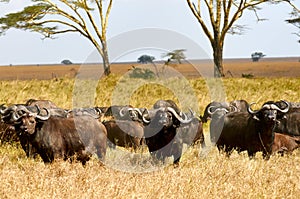 African buffalos Syncerus caffer