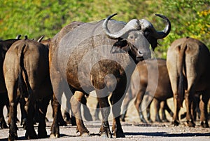 African Buffalos (Syncerus caffer)